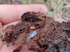 Aphidecta obliterata