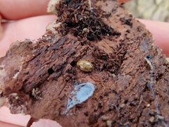 Aphidecta obliterata