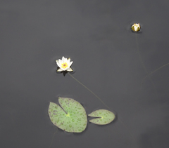 Nymphaea tetragona