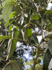 Piper taiwanense
