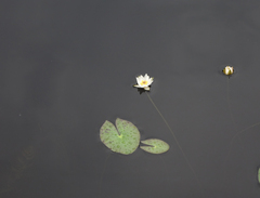 Nymphaea tetragona