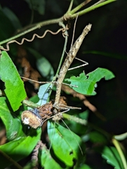 Candovia granulosa