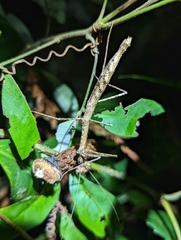 Candovia granulosa