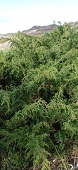 Juniperus brevifolia