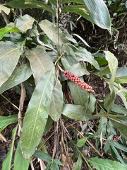 Alpinia shimadae