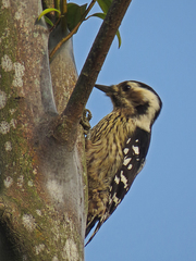 Grey-Capped Pygmy Woodpecker photo 3
