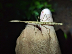 Candovia granulosa