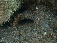 Asterropteryx semipunctata