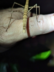 Candovia granulosa
