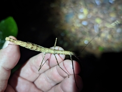 Candovia granulosa