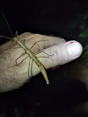 Candovia granulosa