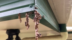 Ropalidia revolutionalis