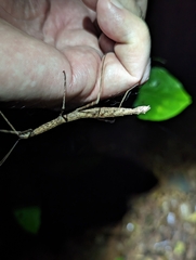 Candovia granulosa