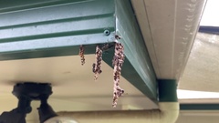 Ropalidia revolutionalis