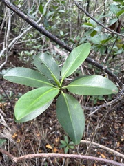 Rhabdadenia biflora