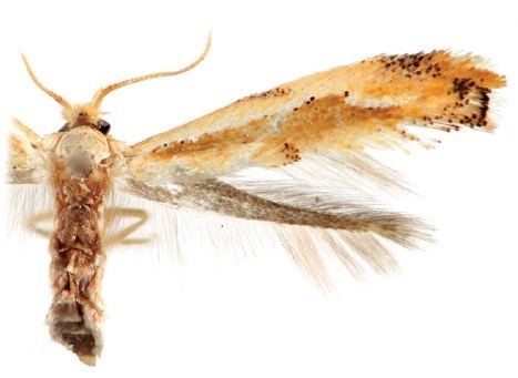 Philonome penerivifera