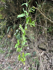 Tetrastigma formosanum