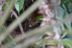 Schoeniparus brunneus