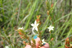 Oxygonum dregeanum