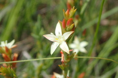 Oxygonum dregeanum