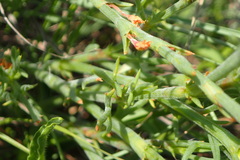 Oxygonum dregeanum