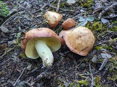 Suillus bellinii