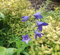 Campanula persicifolia