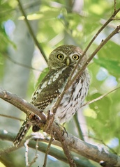 Glaucidium perlatum