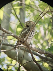 Glaucidium perlatum