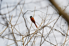 Pericrocotus solaris