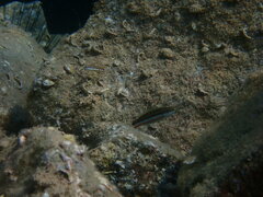 Thalassoma rueppellii