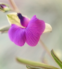 Polygala rehmannii