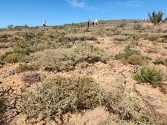 Aspalathus acanthophylla