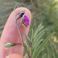 Polygala rehmannii