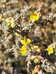 Aspalathus acanthophylla