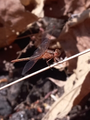 Neurothemis intermedia