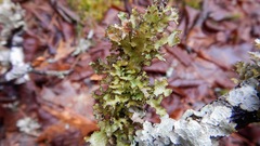 Tuckermanopsis orbata