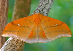 Pseudobunaea natalensis