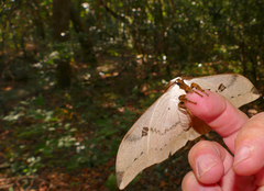 Pseudobunaea natalensis