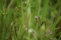 Vehilius stictomenes