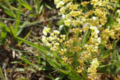 Psammotropha myriantha