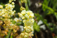 Psammotropha myriantha