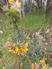 Oxylobium ellipticum