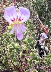 Pelargonium englerianum
