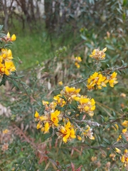 Oxylobium ellipticum