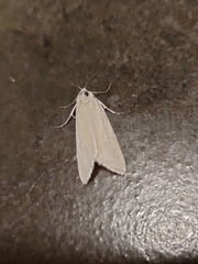 Scirpophaga