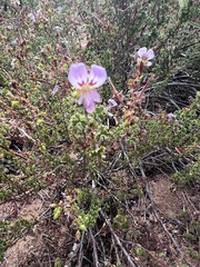 Pelargonium englerianum