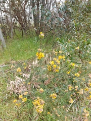 Oxylobium ellipticum