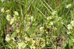 Psammotropha myriantha
