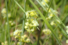 Psammotropha myriantha